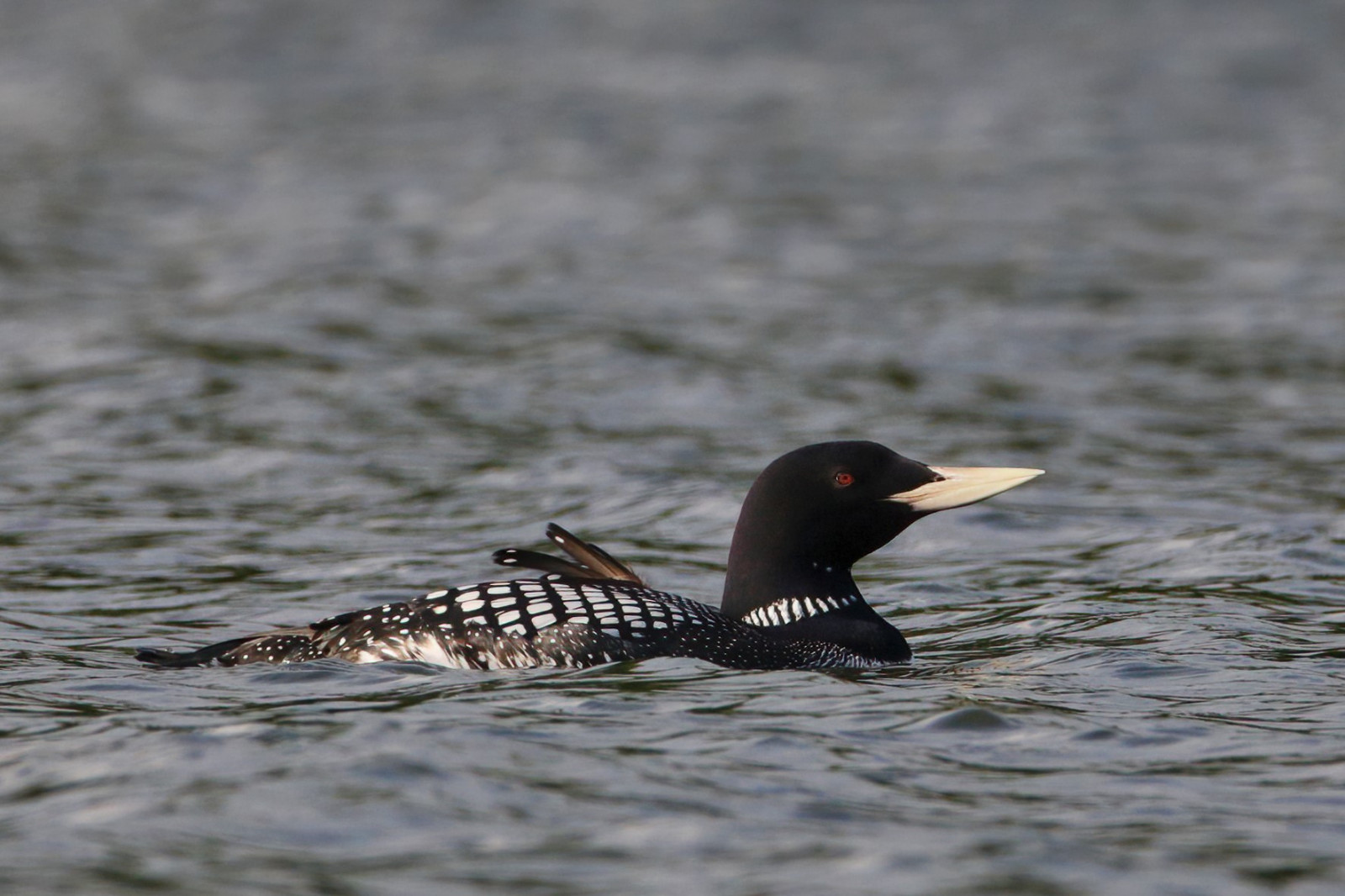 image Yellow-billed Loon